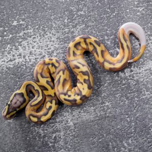 Pastel Enchi Hypo Pied