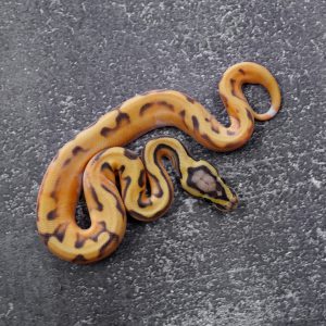 OD Pastel Enchi Hypo Pied (HI)