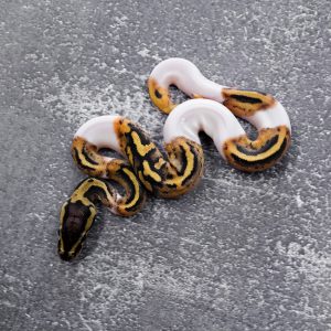 Pastel Pied 100% Het Hypo Poss OD