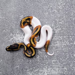 Pied 100% Het Hypo