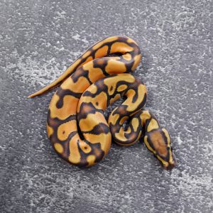 OD Enchi Hypo 100% Het Pied