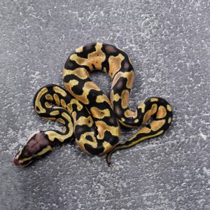 Pastel OD / Enchi 100% DH Hypo Pied