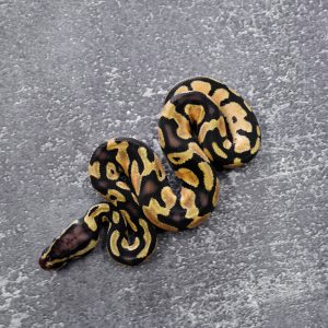 Pastel OD / Enchi 100% DH Hypo Pied