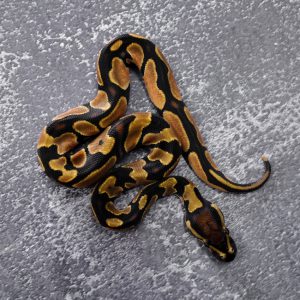 OD 100% DH Hypo Pied