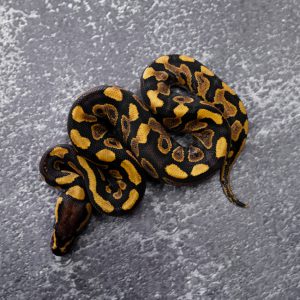 Lace YB 100% Het Clown