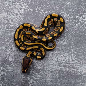 Lace YB 100% Het Clown