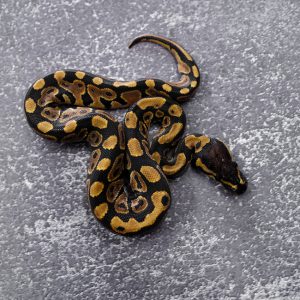 Lace 100% Het Clown