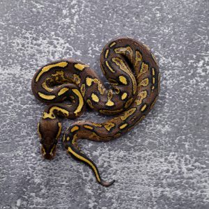 Bongo Lace YB 100% Het Clown