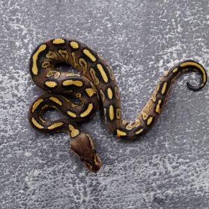 Bongo Lace  YB 100% Het Clown