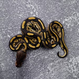 Bongo Lace 100% Het Clown