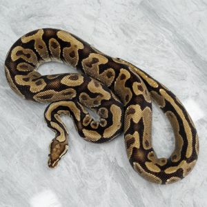 Venilla YB 50% Het Hypo
