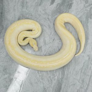 Albino Champange