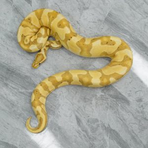 Banana Mckenzie Enchi YB 100% Het Clown  (199 / 47)