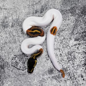 Stranger Pied 50% Het Clown