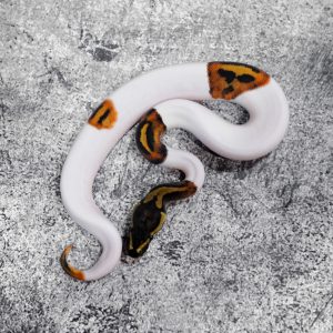 Pied  Poss Stranger