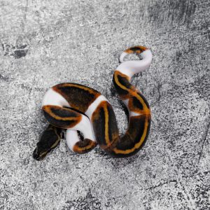 Stranger GHI Pied 50% Het Clown