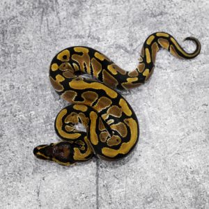 100% DH Monarch Clown