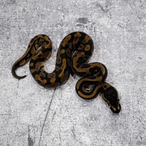 Confusion 100% DH Monarch Clown Poss YB Cypress Red Stripe