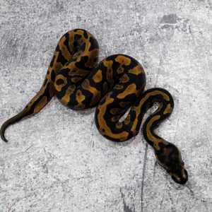 Confusion YB 100% DH Monarch Clown Poss  Cypress Red Stripe