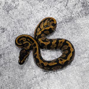Confusion YB 100% DH Monarch Clown Poss  Cypress Red Stripe