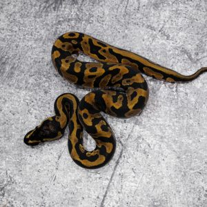 Confusion YB 100% DH Monarch Clown Poss  Cypress Red Stripe