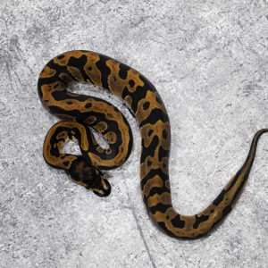 Confusion YB 100% DH Monarch Clown Poss  Cypress Red Stripe