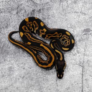 Black Head Leopard 100% DH Monarch Clown Poss Disco / Fire