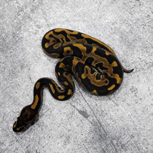 Leopard 100% DH Monarch Clown Poss Disco / Fire