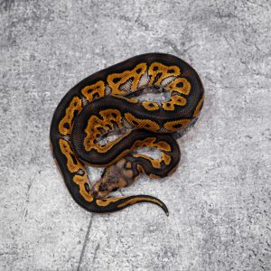 Black Head Black Pastel Clown 100% Het Monarch