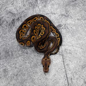 Black Head Black Pastel Disco / Fire Clown 100% Het Monarch