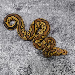 Lace YB Honey Clown