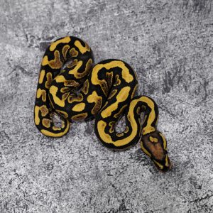 Lace YB Honey 100% Het Clown
