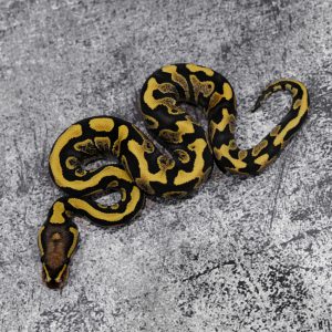 Lace YB Honey 100% Het Clown