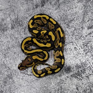 Lace YB 100% Het Clown