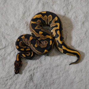Leopard Disco / Fire  100% DH Monarch Clown