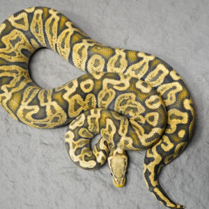 Super GHI Pastel Ghost (Proven 9 Eggs)