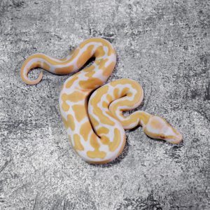 Candino / Albino Poss Cypress