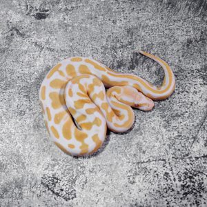 Black Head Candino / Albino