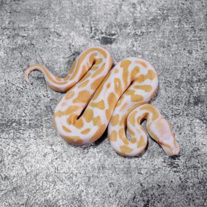 Black Head Candino / Albino