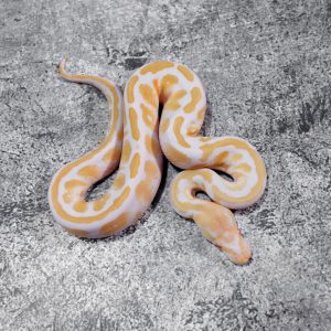 Black Head Cypress Candino / Albino
