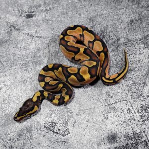 Enchi OD YB 100% Het Hypo (HI)