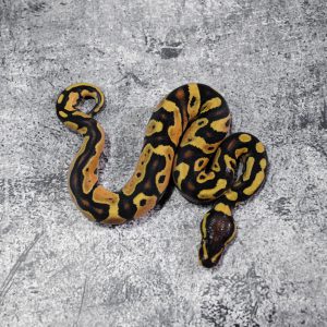 Enchi OD YB 100% Het Hypo (HI)