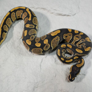 Normal 100% DH Candy Pied