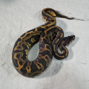 Leopard 100% DH Candy Pied