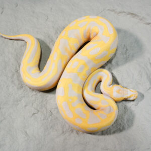 Leopard Candy 100% Het Pied