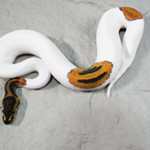 Leopard Pied 100% Het Candy (Kink)