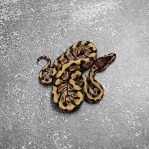 OD  Hidden Gene Woma Granite 100% DH Desert Ghost Clown Poss Chocolate (HI)