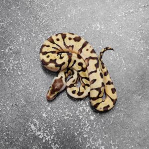 OD Enchi Chocolate Hidden Gene Woma Granite Pastel 100% DH Desert Ghost Clown (HI)
