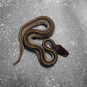 Black Head Red Gene Mojave Pin 66% DH Hypo Desert Ghost