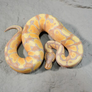 Banana Mckenzie YB 100% Het Clown